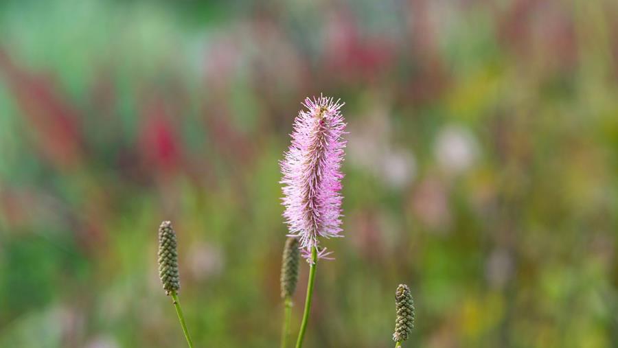 Multisect Plus rend obsolètes les moisissures et les nuisibles