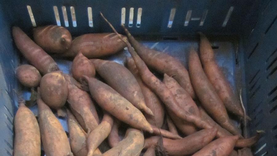 Valobat étudie les flux résiduels de patates douces